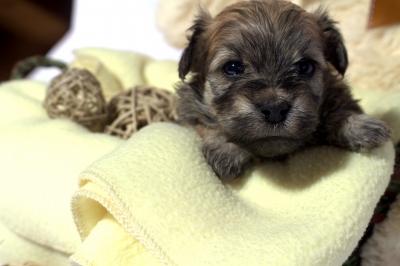 Puppy.jpg