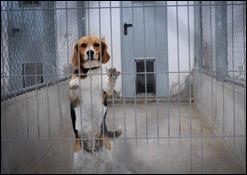 Why We Should Test on Humans Not Animals