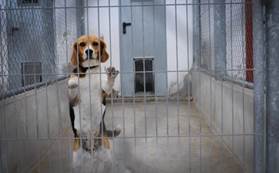 Why We Should Test on Humans Not Animals