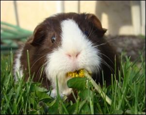 Guinea Pig Eating Flower