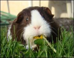 Guinea Pig Eating Flower